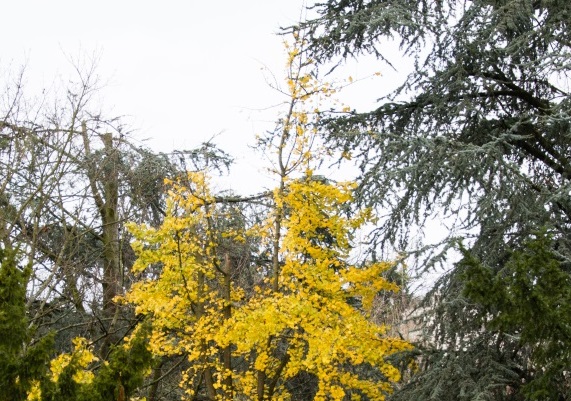 A yellow tree.