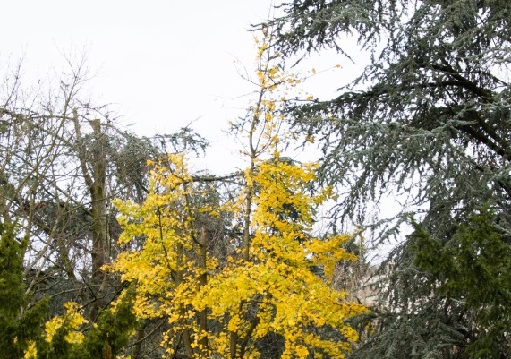 A yellow tree.
